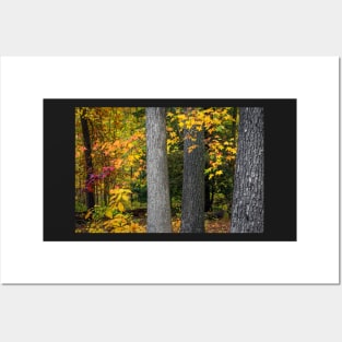 Tree Trunks in Autumn Posters and Art